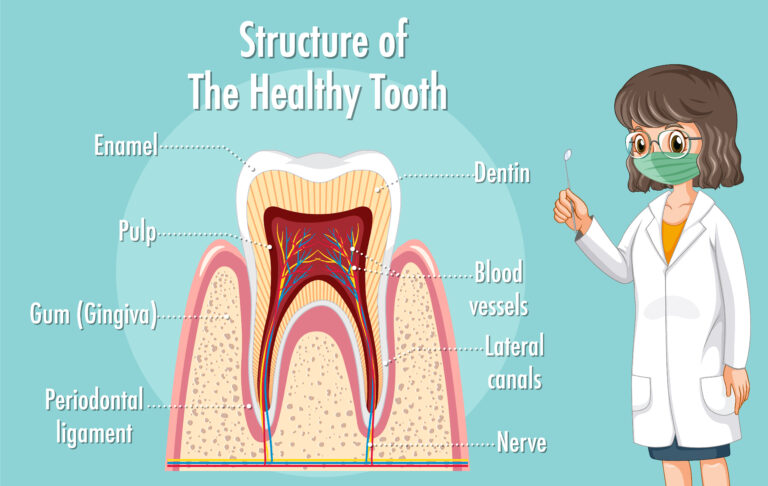 dentinum