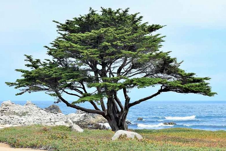 monterey cypress