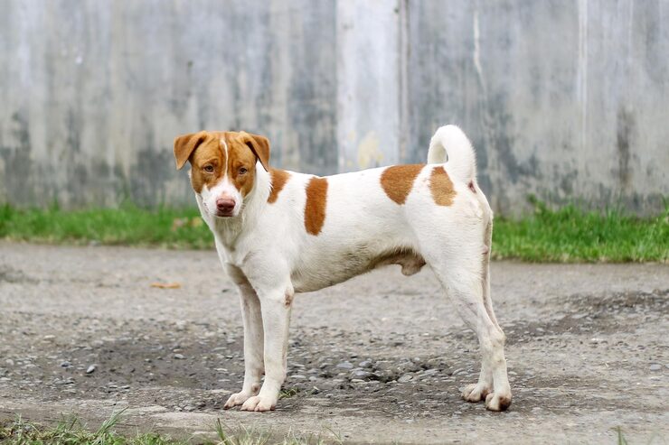 parson russell terrier jack russell