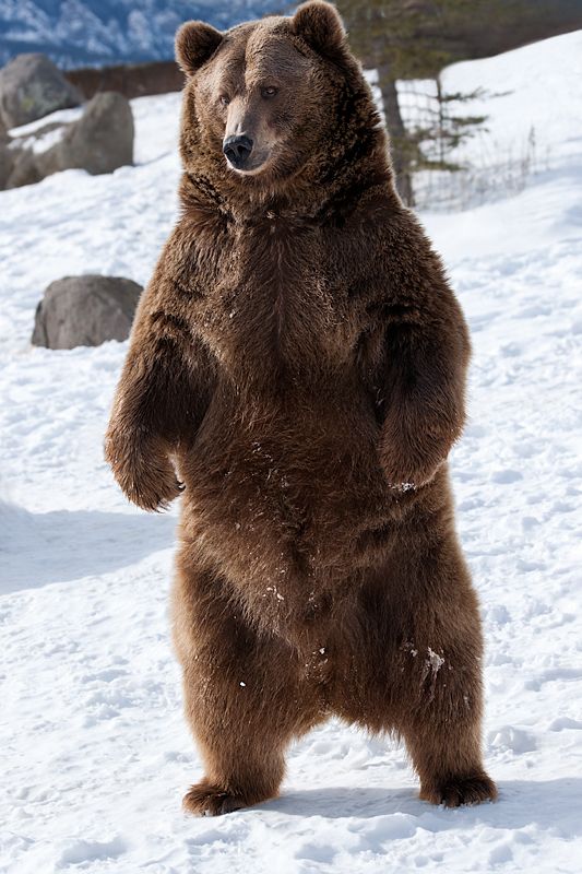 brown bear