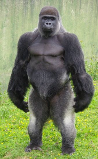 gorilla