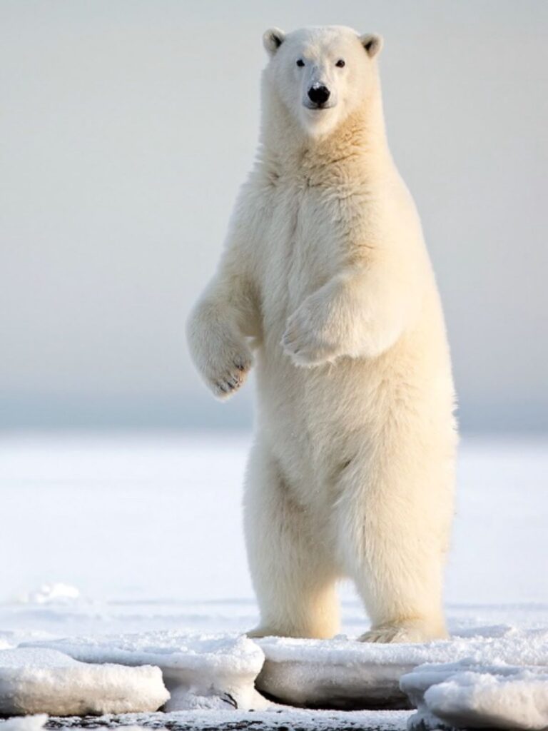 polar bear