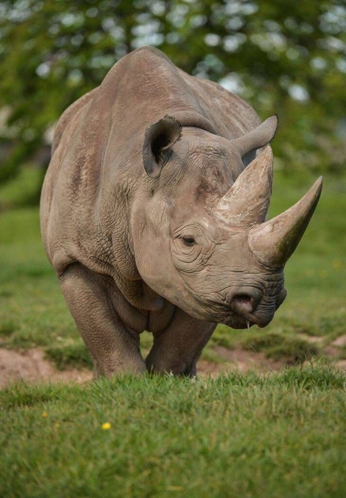 rhinoceros