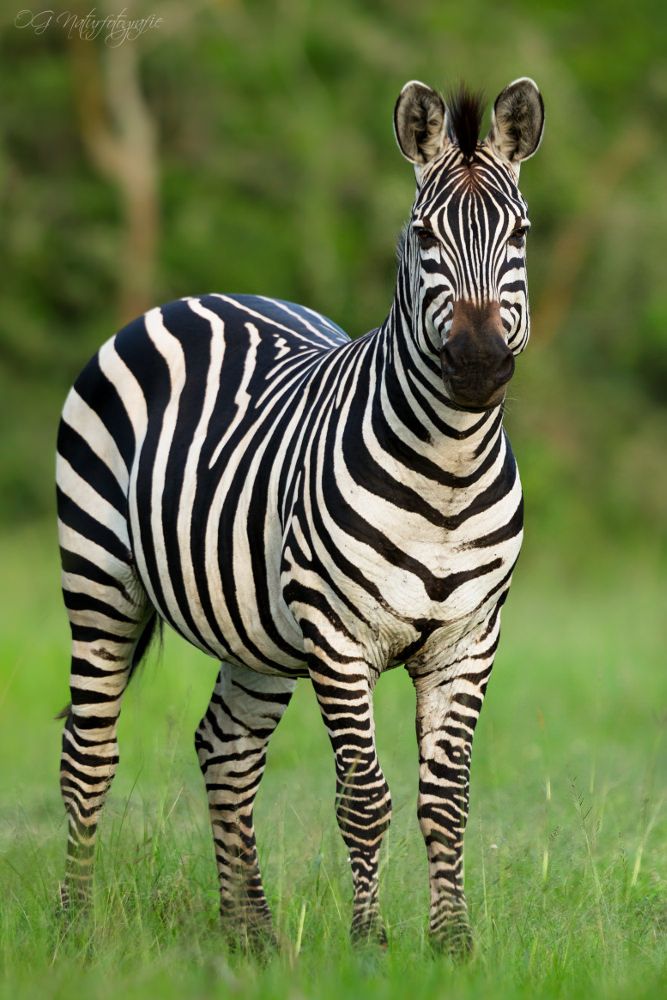 zebra