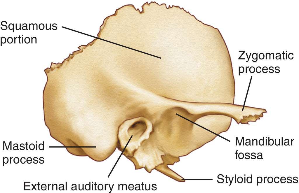 petrous part of temporal bone