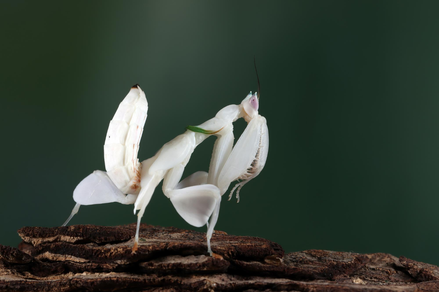 orchid mantis