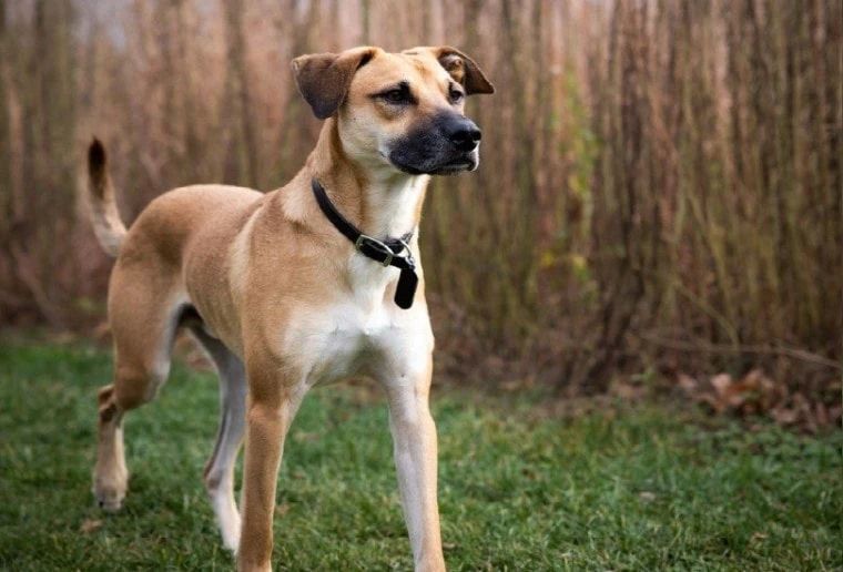 black mouth cur