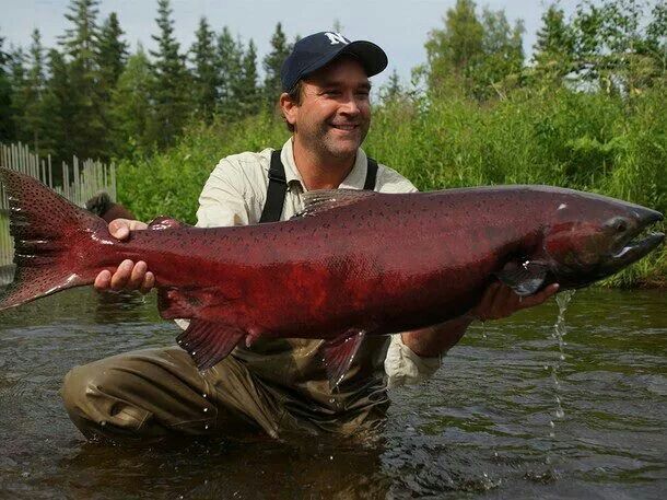 king salmon