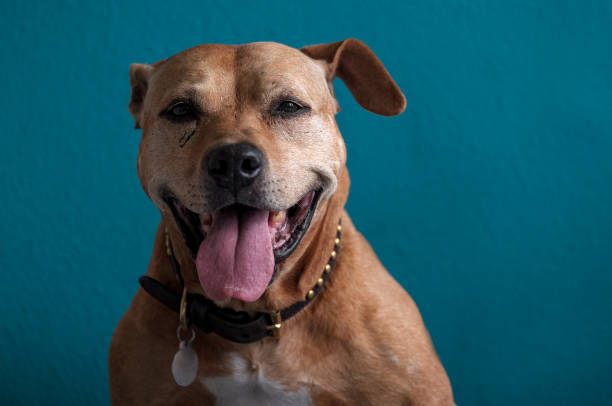 mixed lab and pitbull