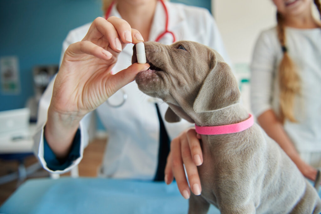 benadryl for dogs